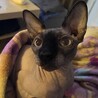Gato.Esfinge