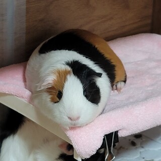 怖がりですが心優しい女の子です。