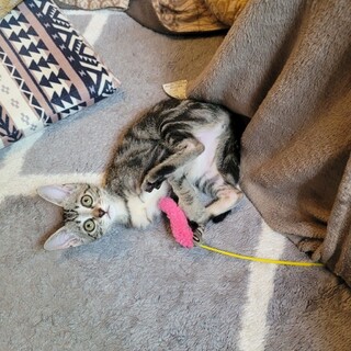 アメショ模様♡可愛すぎる女の子