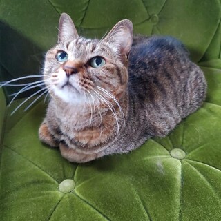 甘えん坊でボブテイルのキジトラです。