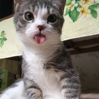 可愛い子です。