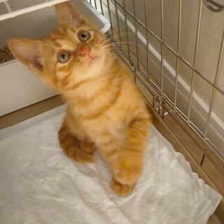 甘えん坊で元気！モネくん