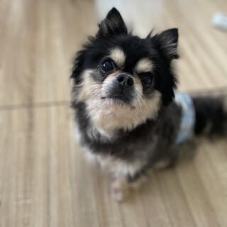 懐っこいぽっちゃりチワワ