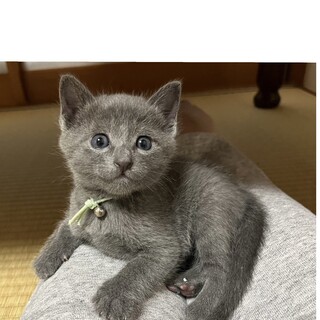 ミルクで育てた甘えん坊☆グレーくん