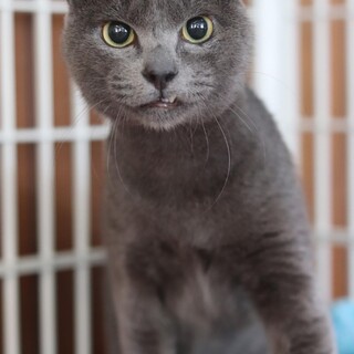 グレー　憂太くん　里親様募集♡