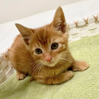 活発で甘えん坊！きなこくん