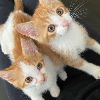 人間大好き茶白兄弟 2匹一緒のお家を探しています！