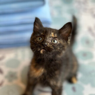 かわいいサビ子猫アニスちゃん！