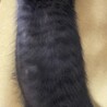 人慣れ抜群♡黒トラ♡せりちゃん♡ サムネイル5
