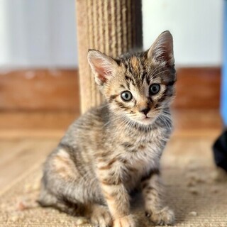 とても愛らしい女の子のミント！