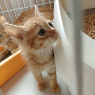 おめめくりりん✦アメビー兄妹①