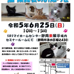 保護ニャンコの譲渡会ｂｙ静岡市清水区