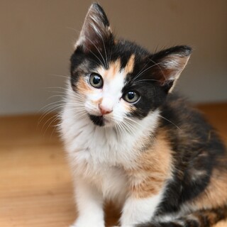 三毛こねこのカリ