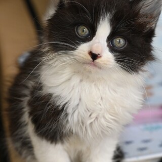 ハチワレのオリオ！