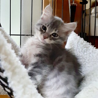 グレー長毛兄弟