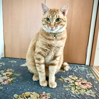 宮前区オスの茶トラ　