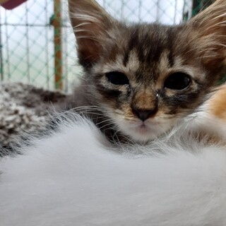 可愛いキジ兄弟