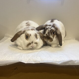 里親様決まりました！