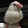 かほよし
