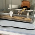 レオパ　一歳程です