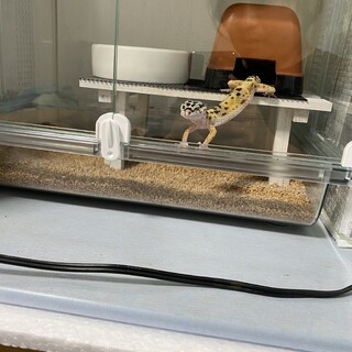 レオパ　一歳程です