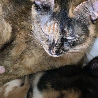 お母さんが終わり第2の猫生へ！！