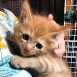 ふわふわ長毛茶トラ君ブルーアイ1ヶ月半