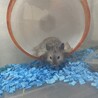 シルバーのゴールデンハムスター サムネイル7