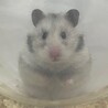 シルバーのゴールデンハムスター サムネイル6