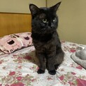 丸顔黒猫のピアノ君