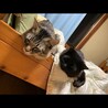 丸顔黒猫のピアノ君 サムネイル4