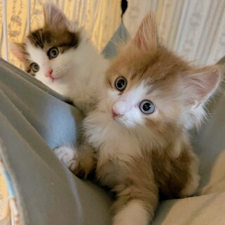 6/18西千葉ෆ⃛フワモケ兄弟ෆ⃛モカくん