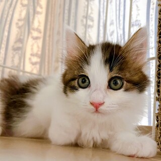 6/18西千葉ෆ⃛フワモケ兄弟ෆ⃛コナくん