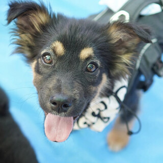 甘えん坊で元気な男の子、でんろく君