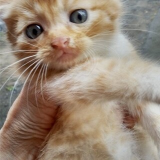 宮城県北部より猫の里親を募集します