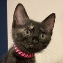 丸顔のサビ猫ちゃん甘えん坊です