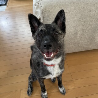 笑顔が可愛い守緒（まお）❤️野犬にも家族を