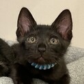 生後2ヶ月甘えん坊の黒猫ちゃん