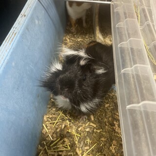 ロングヘアの男の子の家族を募集します。