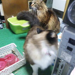 「うぎゃ～～～～！地震じゃぁ～～！！」サムネイル2