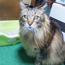 「うぎゃ～～～～！地震じゃぁ～～！！」サムネイル3