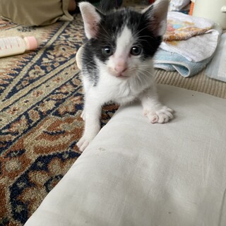 ハチワレ2ヶ月の甘えん坊　ワクチン1回目完了