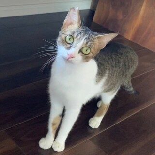 穏やかな女の子★ちっぷちゃん