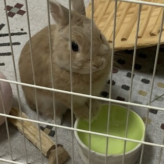 ネザーランドドワーフフォーン男の子