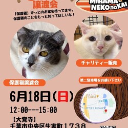ねこの譲渡会