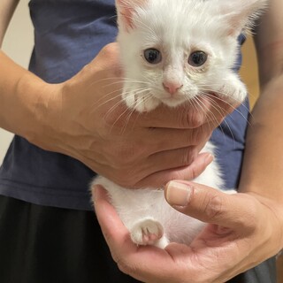 白猫の女の子です