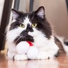 マフラーがもふもふで隠れちゃっていまます…かわいい