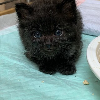 生後1ヶ月ぐらいの子猫です✨