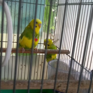 ケージ付きインコ2羽