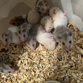 カラーハムスターのベビー オス メス